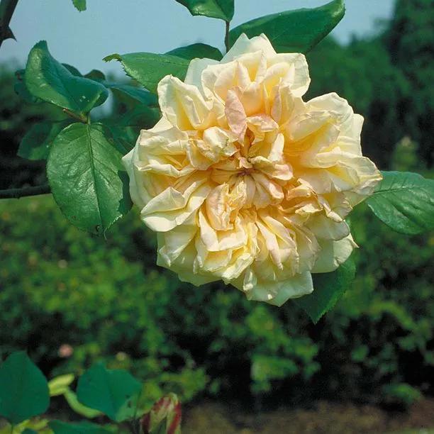 Gloire de Dijon Climbing Rose Flowers