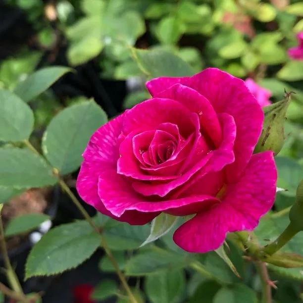 Gloriana Patio Climber Rose Flowers