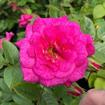 Gloriana Patio Climber Rose Flowers