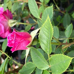 Gloriana Patio Climber Rose Flowers