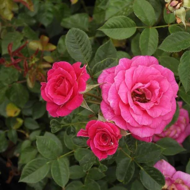 Gloriana Patio Climber Rose Flowers