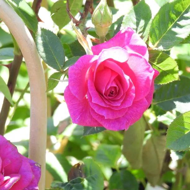 Gloriana Patio Climber Rose Flowers