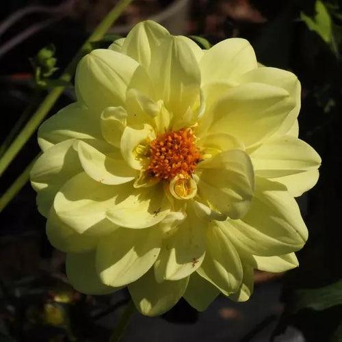 Glorie van Heemstede Dahlia Flowers
