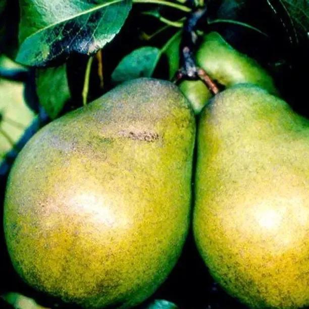 Glou Morceau Pears on the tree