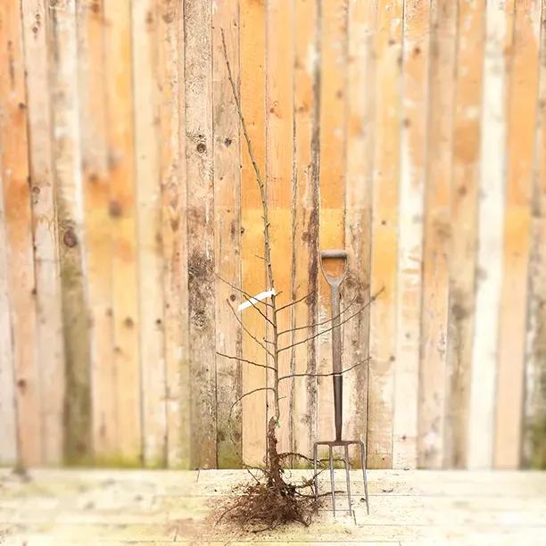 Bareroot Glou Morceau Pear Maiden Tree