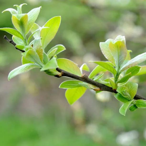 Goat Willow Leaves