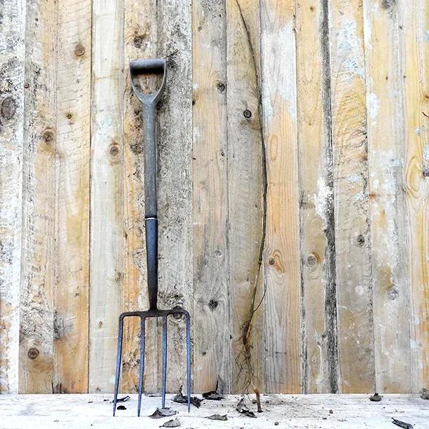 Bareroot Goat Willow sapling tree, 60-80cm tall