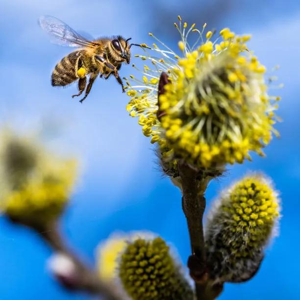 Goat Willow Tree Catkins