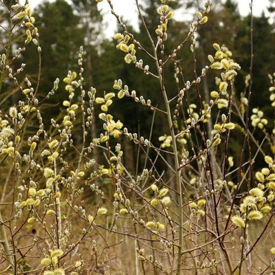 Goat Willow Trees in Spring