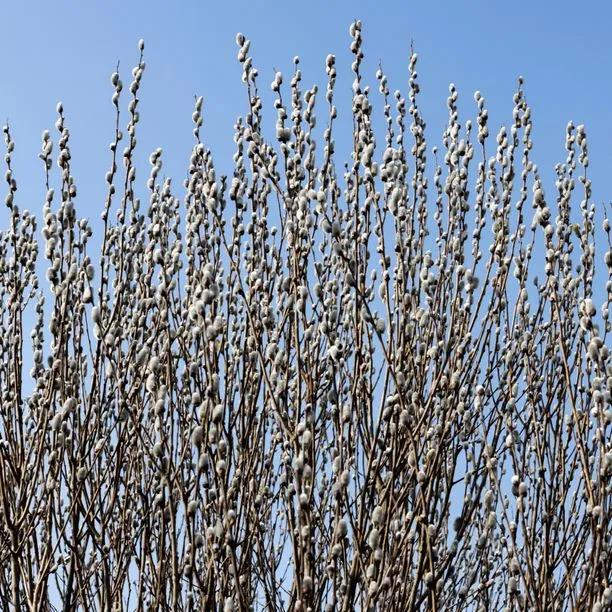 Goat Willow Trees in Spring