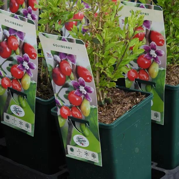 Gojiberry Plants 3 Litre Pots
