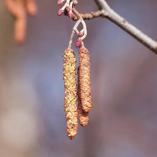 Golden Alder Catkins