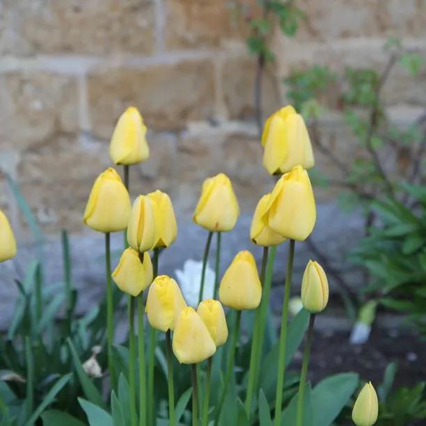 Golden Apeldoorn Tulip Flowers