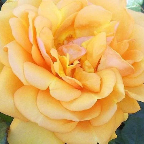 Golden Beauty Rose Flowers
