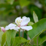 Golden Delicious Apple blossom on the tree
