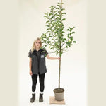 Golden Delicious Apple Tree Half Standard - 10 Litre Pot
