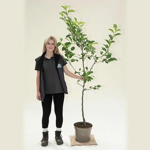 Golden Delicious Apple Tree - Bush - 10 litre Pot