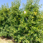 Mature Golden Delicious Apple Trees in orchard