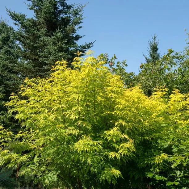 Mature Golden Elder Bush in Summer