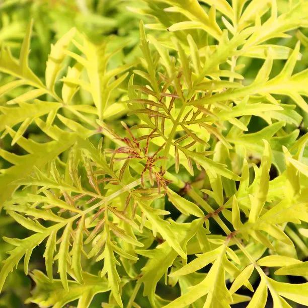 Golden Elder Leaves in Spring