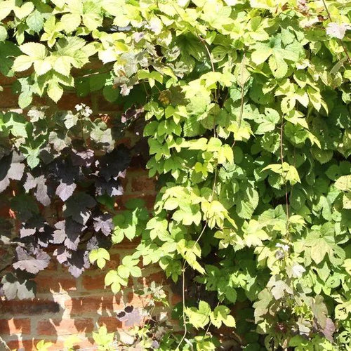 Golden Hop Vines in summer