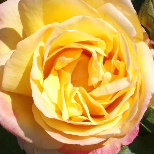 Golden Jubilee Hybrid Tea Rose Flowers