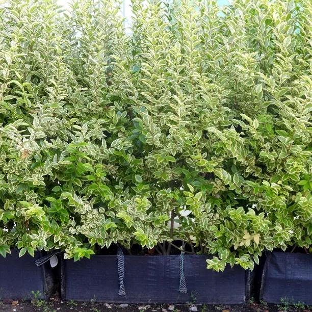 Golden Privet Instant Hedge Troughs 1 metre long