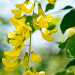 Golden Rain Laburnum Flowers