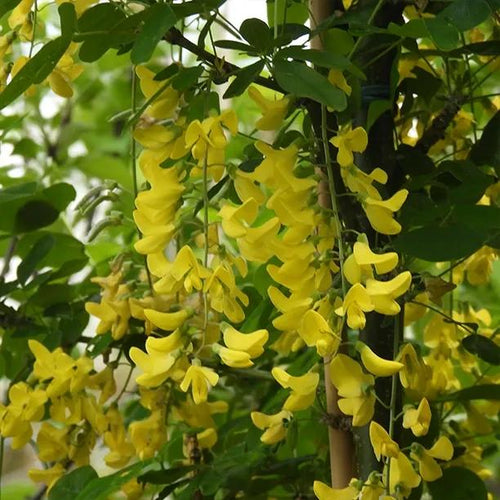 Golden Rain laburnum tree flowers