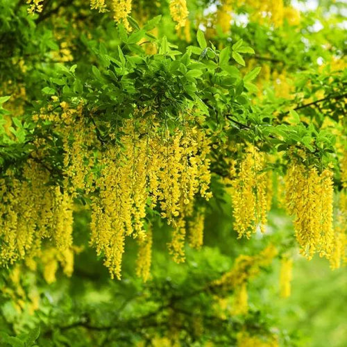 Mature Golden Rain Laburnum tree in flower
