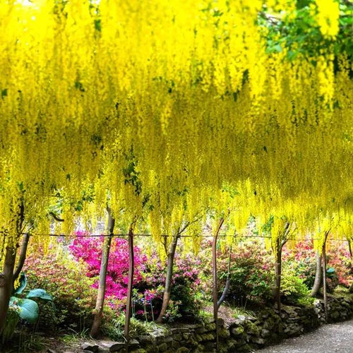 Mature row of Golden Rain Laburnum trees