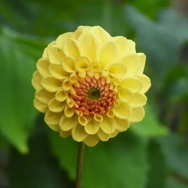 Golden Sceptre Dahlia Flowers