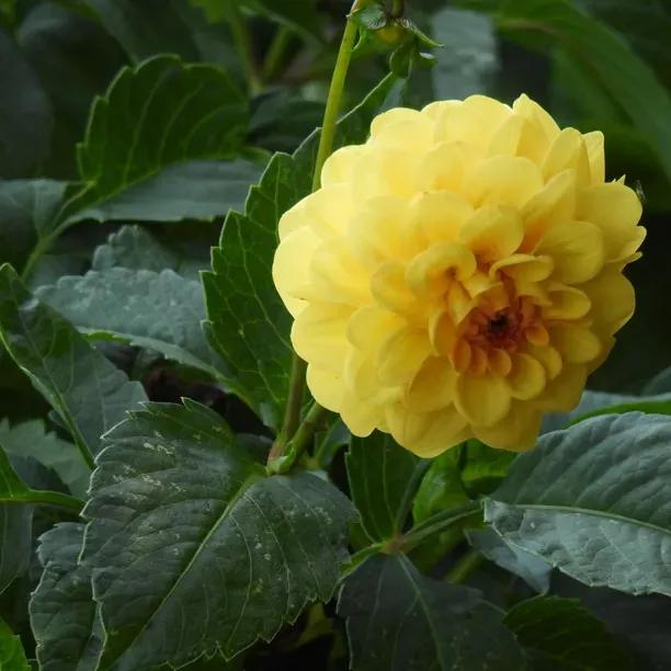 Golden Sceptre Dahlia Flowers