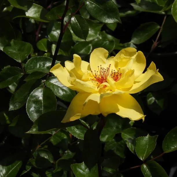 Golden Showers Climbing Rose Flowers