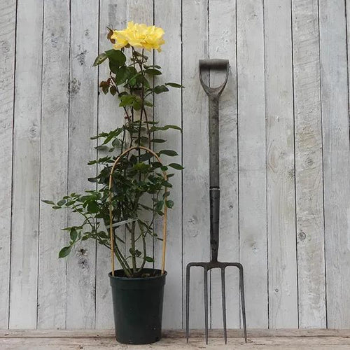 Potted Yellow Climbing Rose - Golden Showers in flower