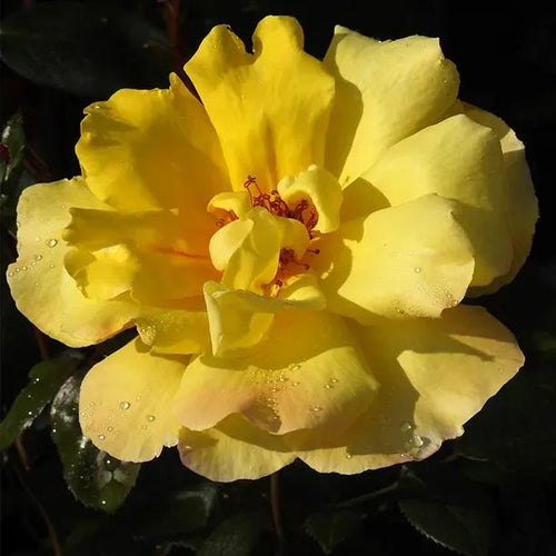Golden Showers Yellow Rose Flowers Head