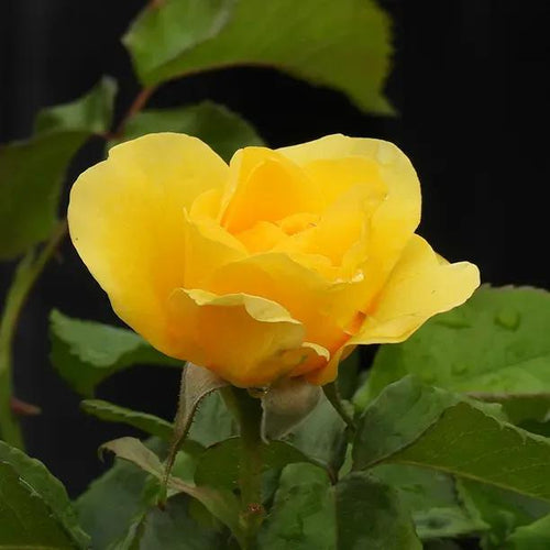 Golden Smiles Yellow Rose Flowers