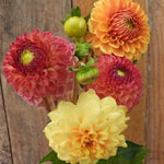 Golden Sunrise Dahlia Collection Flowers