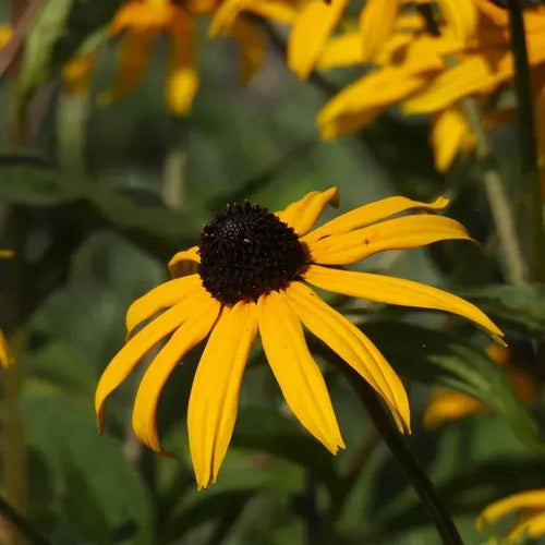 Goldsturm Rudbeckia Flowers