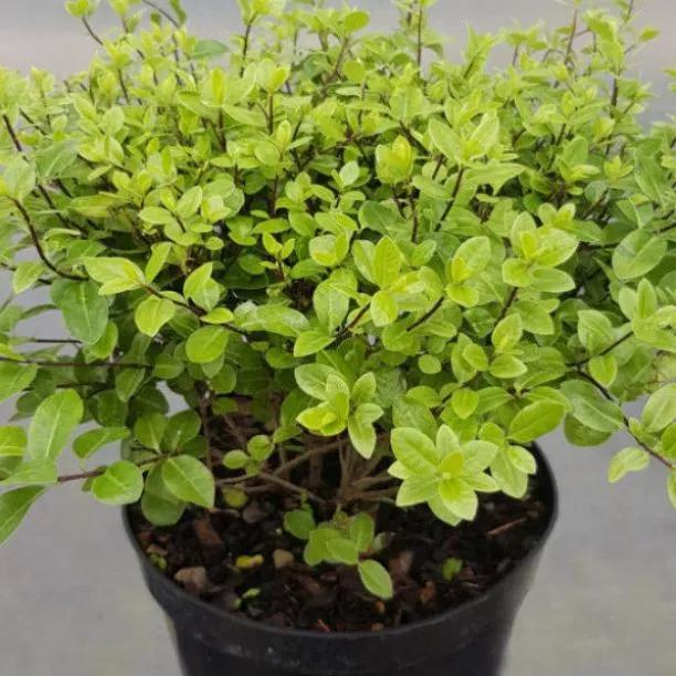 Golf Ball Pittosporum tenuifolium Plant 3 Litre Pot