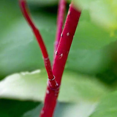 Gouchaultii' Dogwood Bark