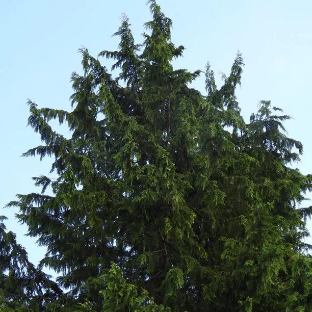 Mature Grand Fir tree