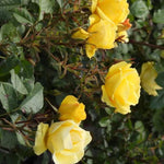 Grandmas Rose Flowers