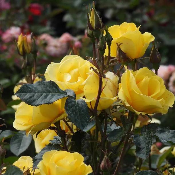 Grandmas Rose Flowers