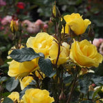 Grandmas Rose Flowers