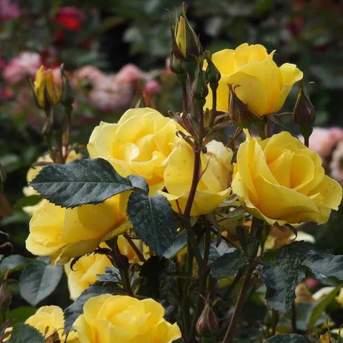 Grandmas Rose Flowers