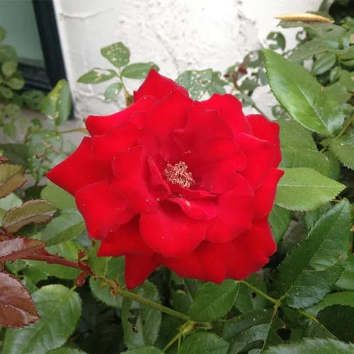 Grandpa's Red Rose Flowers