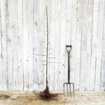 Granny Smith Maiden Apple Tree