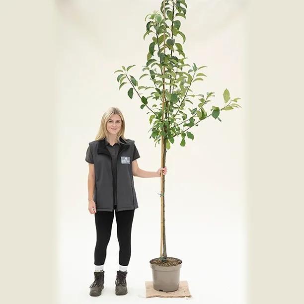 Granny Smith apple tree, half standard size in 10 Litre Pot