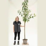 Granny Smith apple tree, half standard size in 10 Litre Pot